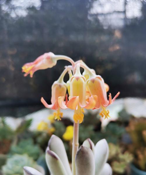 多肉植物有哪些花语？多肉的寓意大全是什么？