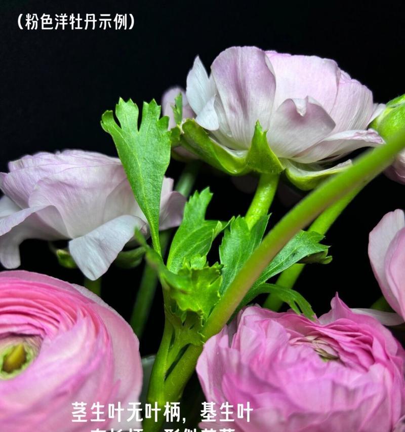 洋牡丹的花语和象征意义是什么？