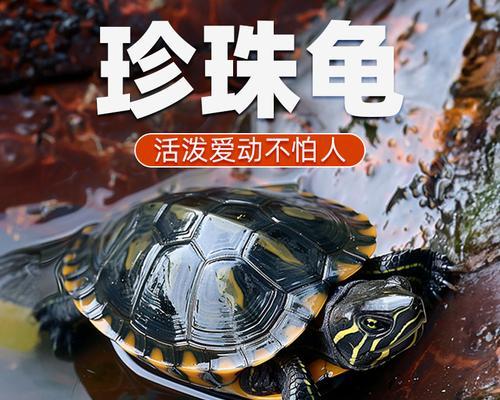 哪些花象征乌龟？花卉与动物象征意义的关联是什么？