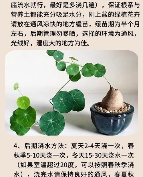 哪些花象征乌龟？花卉与动物象征意义的关联是什么？