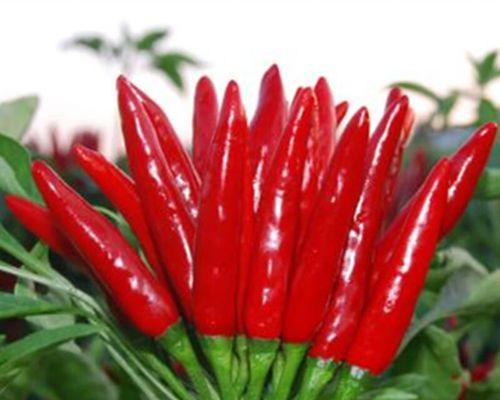 小米花的花语及其象征意义是什么？