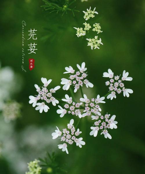 随意草的花语含义是什么？