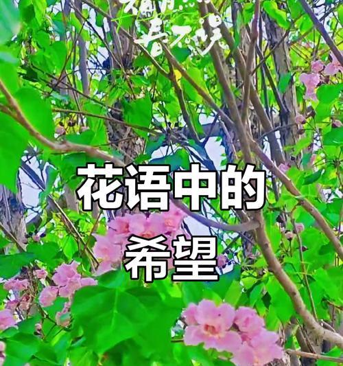 它们的象征意义是什么？强大植物的花象征全解析！