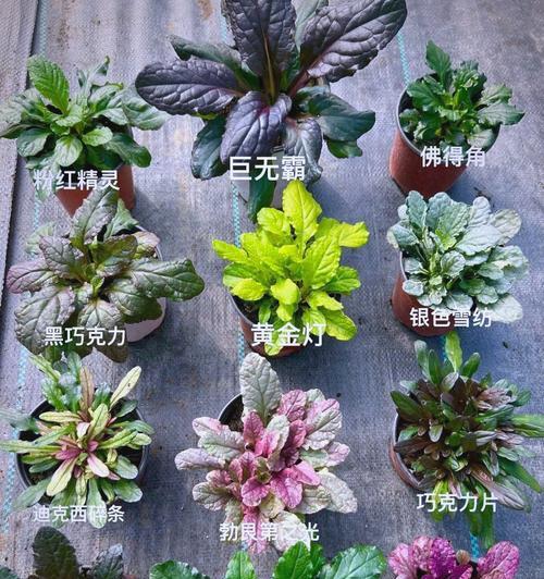 它们的象征意义是什么？强大植物的花象征全解析！