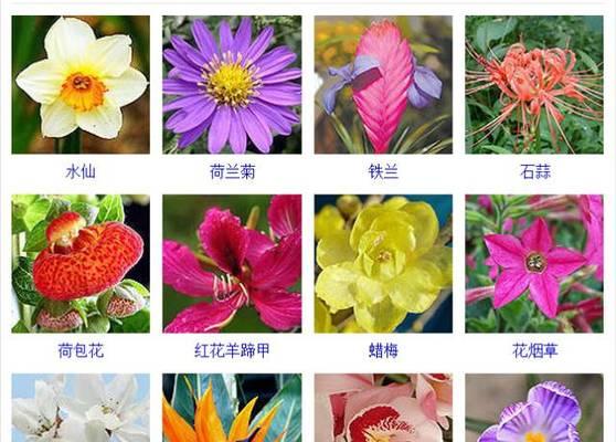 它们的象征意义是什么？强大植物的花象征全解析！