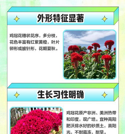 银冠花的寓意是什么？花卉语言中的银冠花象征意义？