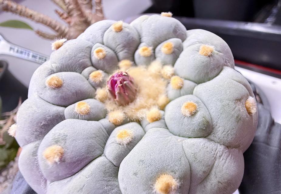 银冠花的寓意是什么？花卉语言中的银冠花象征意义？