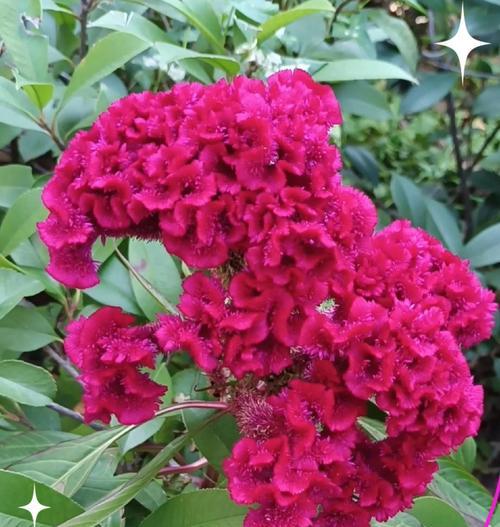 银冠花的寓意是什么？花卉语言中的银冠花象征意义？