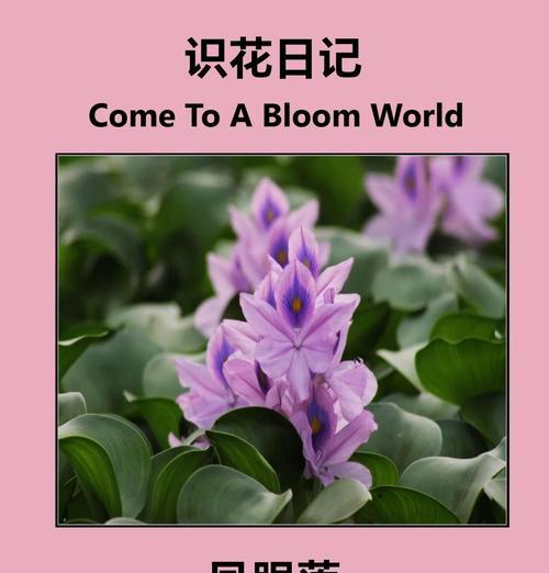 葫芦花的花语是什么？它象征着什么？