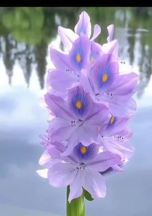 葫芦花的花语是什么？它象征着什么？