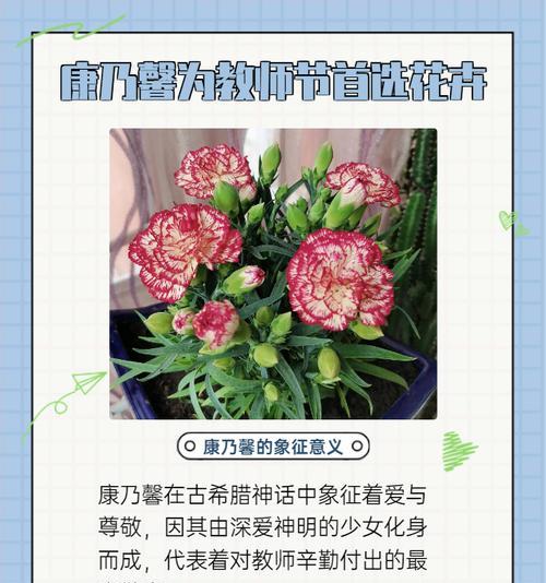祝福寓意的花卉有哪些？它们各自象征着什么？