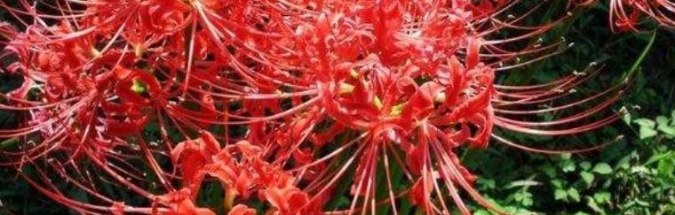 花盾的含义是什么？花语中的特别含义是什么？