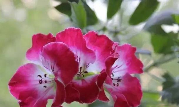 花盾的含义是什么？花语中的特别含义是什么？