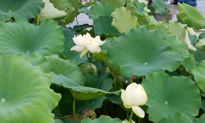 花盾的含义是什么？花语中的特别含义是什么？