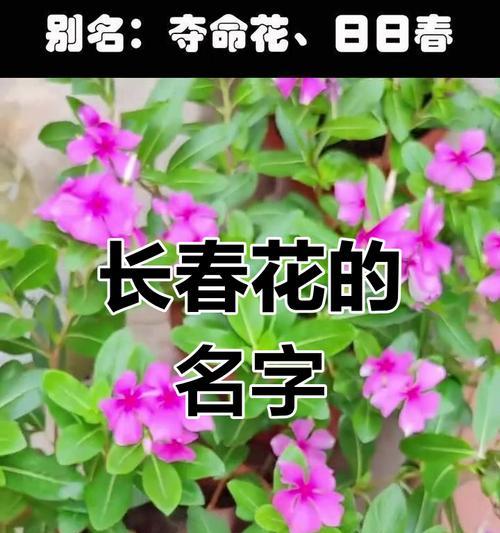 花的美丽外表代表什么含义？