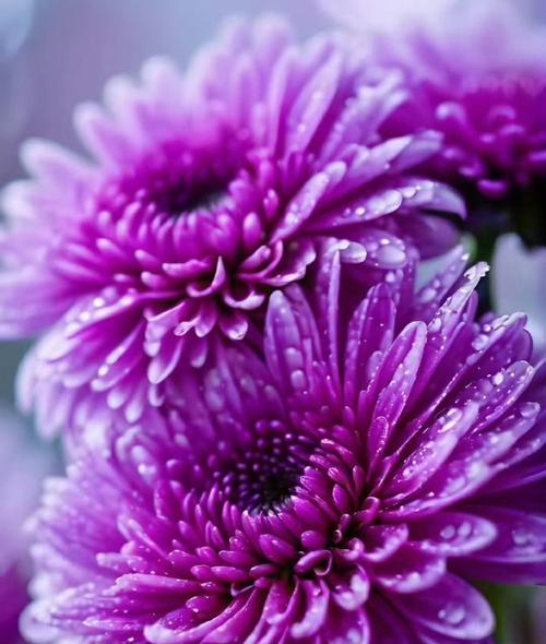 紫色菊花的花语是什么？文化中紫色菊花的象征意义是什么？