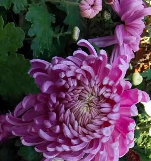 紫色菊花的花语是什么？文化中紫色菊花的象征意义是什么？