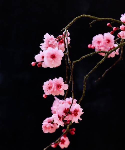 精神品质象征的花卉有哪些？它们的寓意是什么？