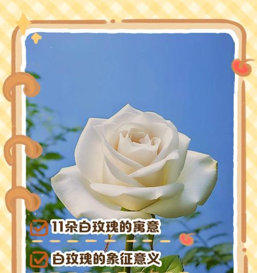 每朵花的花语含义是什么？花语代表什么？