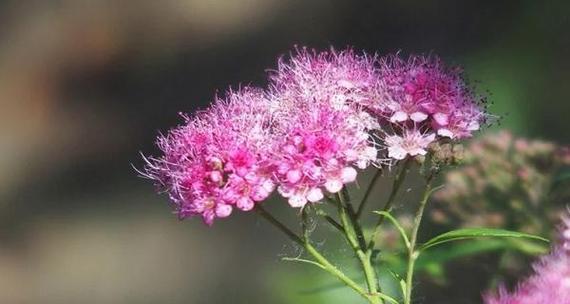 “阿木”含义的花及其特别花语是什么？