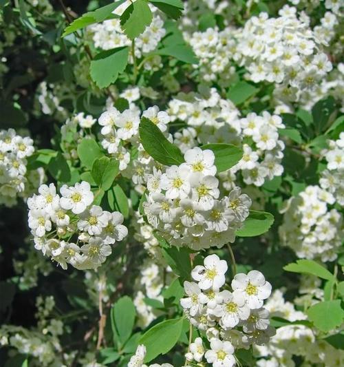 “阿木”含义的花及其特别花语是什么？