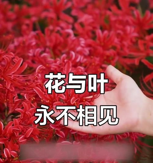永恒花代表了什么意义？