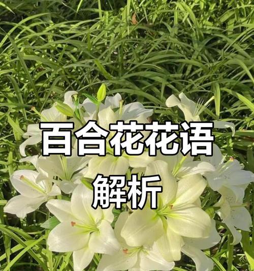 永恒花代表了什么意义？