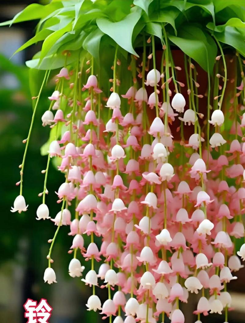 铃兰花的花语含义是什么？它代表了哪些情感？