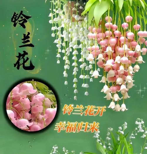 铃兰花的花语含义是什么？它代表了哪些情感？