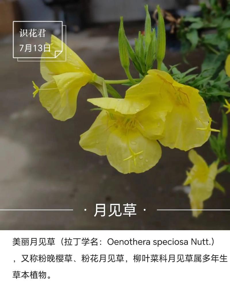 六花戒指代表什么？麦花雪象征什么？