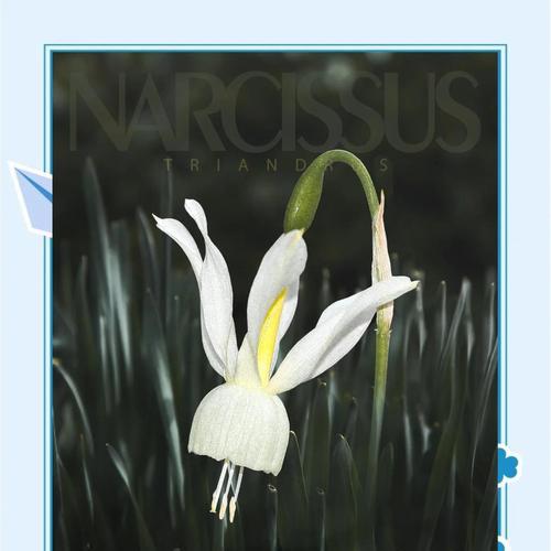 六花戒指代表什么？麦花雪象征什么？