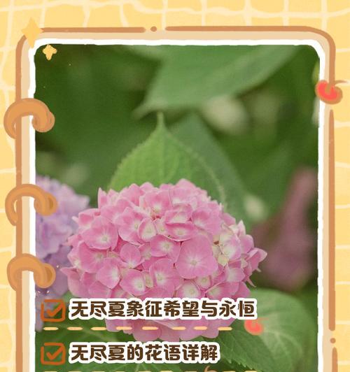 六花戒指代表什么？麦花雪象征什么？