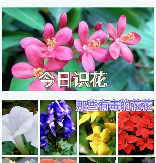 哪些花象征喜讯？喜庆场合常见的花卉有哪些？