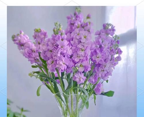 哪些花象征喜讯？喜庆场合常见的花卉有哪些？