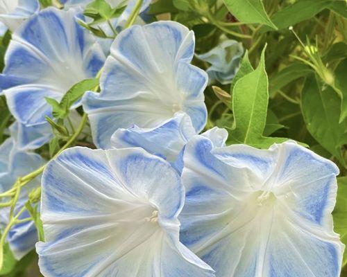 不同颜色的牵牛花寓意是什么？如何选择寓意好的牵牛花？