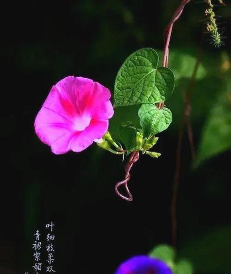 不同颜色的牵牛花寓意是什么？如何选择寓意好的牵牛花？