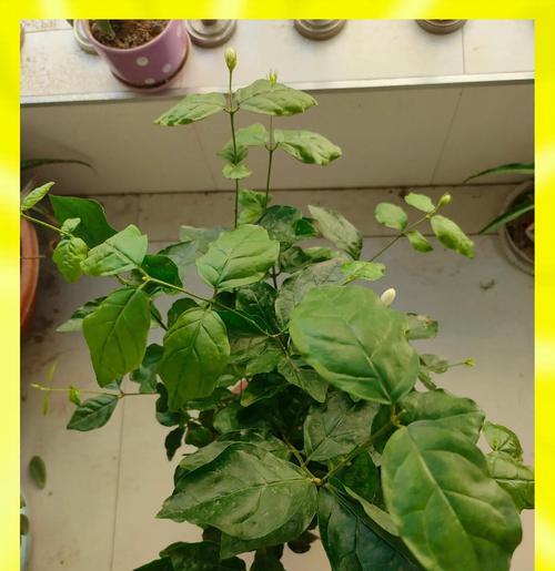 象征爱情和友情的花有哪些？它们的含义是什么？