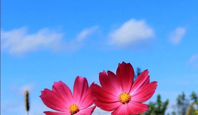 天蝎座的象征颜色和花是什么？它们各自代表什么？
