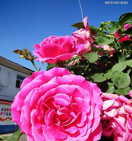 月季花颜色的含义是什么？不同颜色月季花代表什么？
