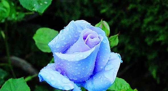 月季花颜色的含义是什么？不同颜色月季花代表什么？