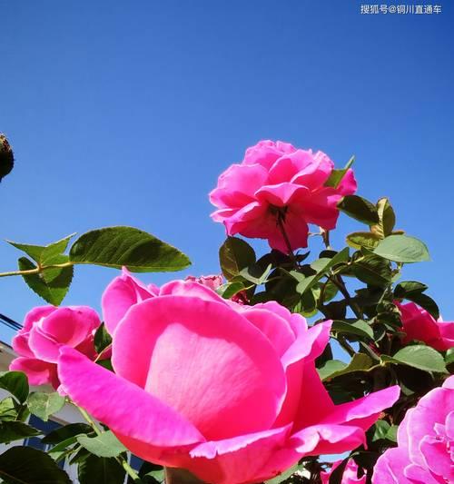 月季花颜色的含义是什么？不同颜色月季花代表什么？