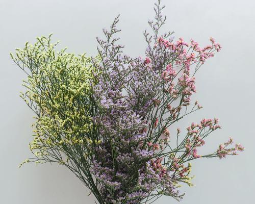 情人草花语是什么？情人草花语有何寓意？