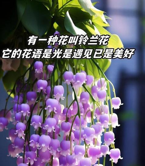 成功的花植物象征什么？它们各自代表了哪些意义？