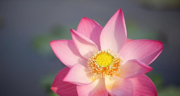 成功的花植物象征什么？它们各自代表了哪些意义？