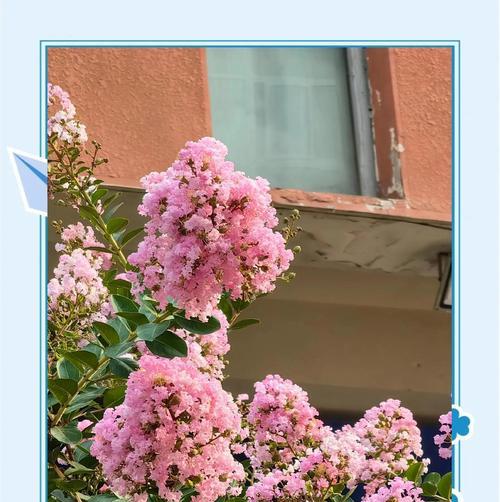 植物和平与胜利象征：花语有哪些？
