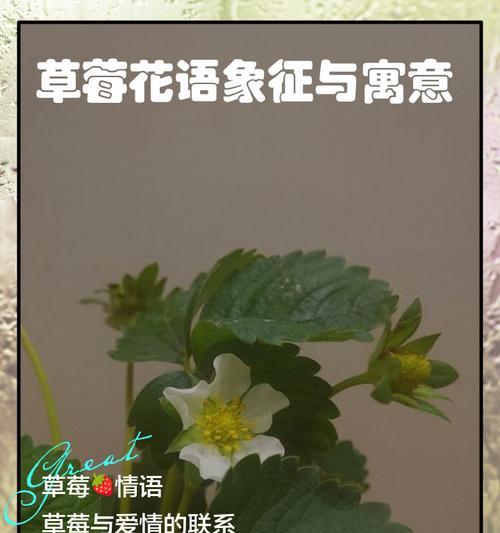 植物和平与胜利象征：花语有哪些？