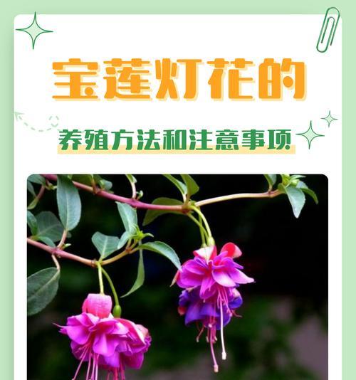 1朵花的寓意是什么？单朵花代表的含义有哪些？