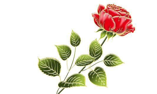 1朵花的寓意是什么？单朵花代表的含义有哪些？