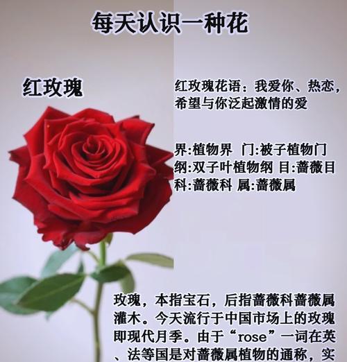 神话故事中花的象征意义是什么？