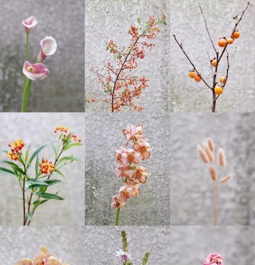 花材象征寓意有哪些？如何理解不同花材的寓意？
